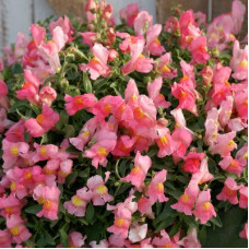 Левиний зев  Candy Showers®:  Pink, 10 шт, Sakata