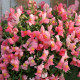 Левиний зев  Candy Showers®:  Pink, 10 шт, Sakata