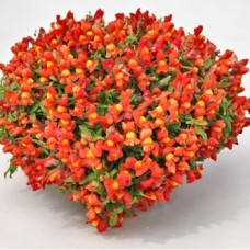 Левиний зев Candy Showers®:  Orange, 10 шт, Sakata