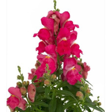 Левовий зів - Candy Top Rose, 10 шт, Sakata