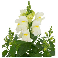 Левовий зів - Candy Top White, 50 шт, Sakata
