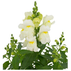 Левовий зів - Candy Top White, 10 шт, Sakata