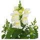 Левовий зів - Candy Top White, 10 шт, Sakata