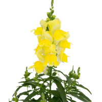Левовий зів - Candy Top Yellow, 1000 шт, Sakata