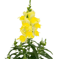 Левовий зів - Candy Top Yellow, 10 шт, Sakata