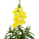 Левовий зів - Candy Top Yellow, 10 шт, Sakata