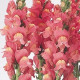 Львиный зев - COOL F1 ROSE