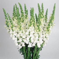 Львиный зев  COOL F1 WHITE  Group 1,2