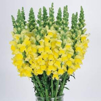 Львиный зев  COOL F1 YELLOW Group 1,2