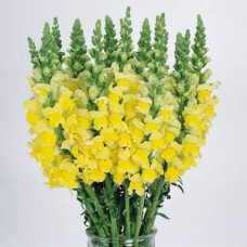 Львиный зев  COOL F1 YELLOW Group 1,2