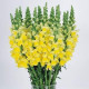 Львиный зев  COOL F1 YELLOW Group 1,2