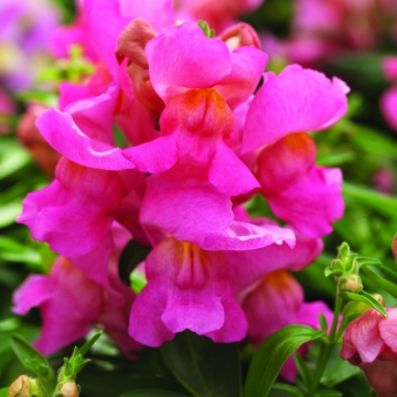 Левовий зів Cracle & Pop Pink, 500 шт, Floranova