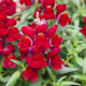 Левовий зів Crackle & Pop Red, 100 шт, Floranova