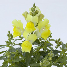 Левовий зів Cracle & Pop Yellow, 100 шт, Floranova