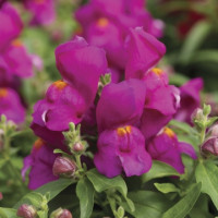 Левовий зів Cracle & Pop Lilac, 1000 шт, Floranova