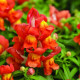 Левовий зів Cracle & Pop Orange Bicolour, 100 шт, Floranova