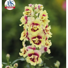 Левовий зів DoubleShot Yellow Red Heart, 25 шт, Hem Genetics