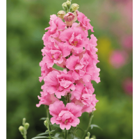 Левовий зів DoubleShot Hot Pink, 500 шт, Hem Genetics