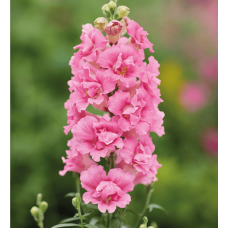 Левовий зів DoubleShot Hot Pink, 25 шт, Hem Genetics