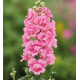 Левовий зів DoubleShot Hot Pink, 500 шт, Hem Genetics