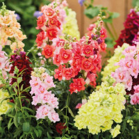 Левовий зів DoubleShot Full Mixture, 1000 шт, Hem Genetics