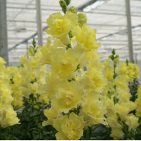 Левовий зів DoubleShot Yellow, 100 шт, Hem Genetics