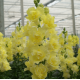 Левовий зів DoubleShot Yellow, 100 шт, Hem Genetics