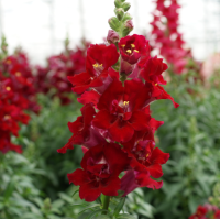Левовий зів DoubleShot Crimson Red, 500 шт, Hem Genetics