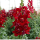Левовий зів DoubleShot Crimson Red, 500 шт, Hem Genetics