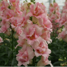 Левовий зів DoubleShot Appleblossom, 25 шт, Hem Genetics