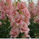 Левовий зів DoubleShot Appleblossom, 500 шт, Hem Genetics