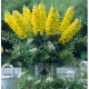 Левовий зів Legend F1 Yellow, 100 шт, Takii seed