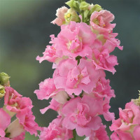 Левовий зів  Legend Double F1 Pink, 100 шт, Takii