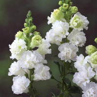 Левовий зів  Legend Double F1 White, 100 шт, Takii