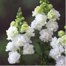 Левовий зів  Legend Double F1 White, 100 шт, Takii