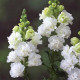 Левовий зів  Legend Double F1 White, 100 шт, Takii