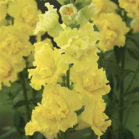 Левовий зів  Legend Double F1 Yellow, 100 шт, Takii