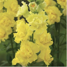 Левовий зів  Legend Double F1 Yellow, 100 шт, Takii
