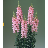 Левовий зів Legend F1 Pink, 100 шт, Takii seed