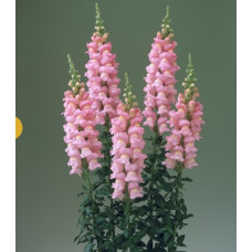 Левовий зів Legend F1 Pink, 100 шт, Takii seed