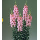 Левовий зів Legend F1 Pink, 100 шт, Takii seed
