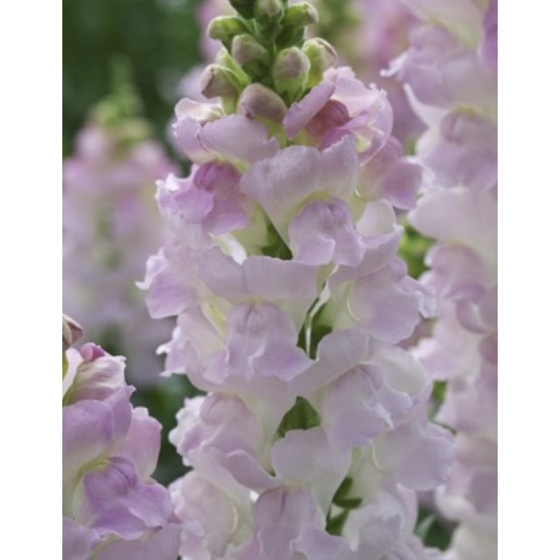 Левовий зів Legend F1 Light Pink, 1000 шт, Takii seed