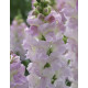 Левовий зів Legend F1 Light Pink, 1000 шт, Takii seed