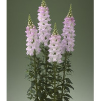 Левовий зів Legend F1 Light Pink, 100 шт, Takii seed