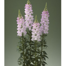 Левовий зів Legend F1 Light Pink, 100 шт, Takii seed