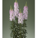 Левовий зів Legend F1 Light Pink, 1000 шт, Takii seed