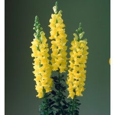 Левовий зів Legend F1 Yellow, 100 шт, Takii seed