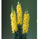 Левовий зів Legend F1 Yellow, 100 шт, Takii seed