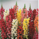 Левовий зів - Liberty Classic ™ Mix, 125 шт, Syngenta