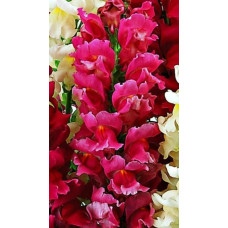 Львиный зев - Liberty Classic ™ Rose Pink